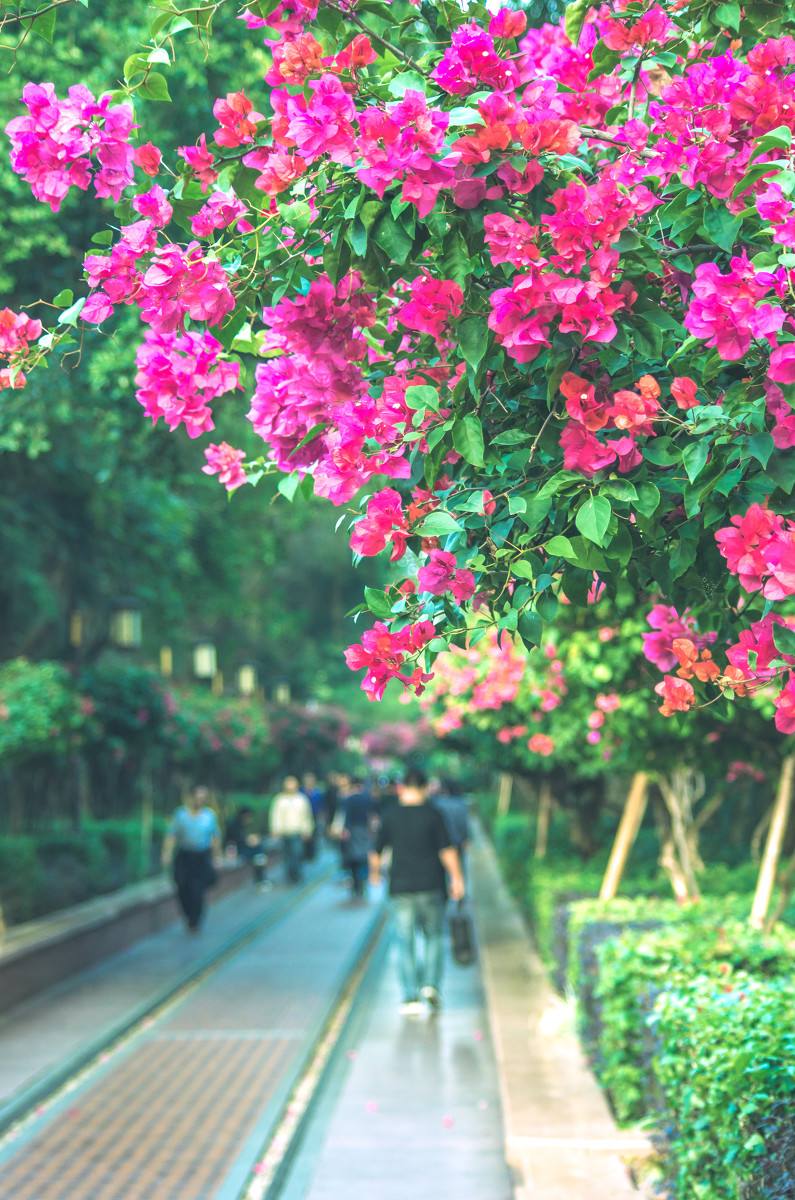 深圳，深圳.jpg